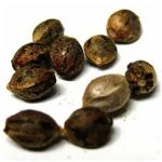 Семена марихуаны АК-47  (Seeds AK-47) в Красновишерске